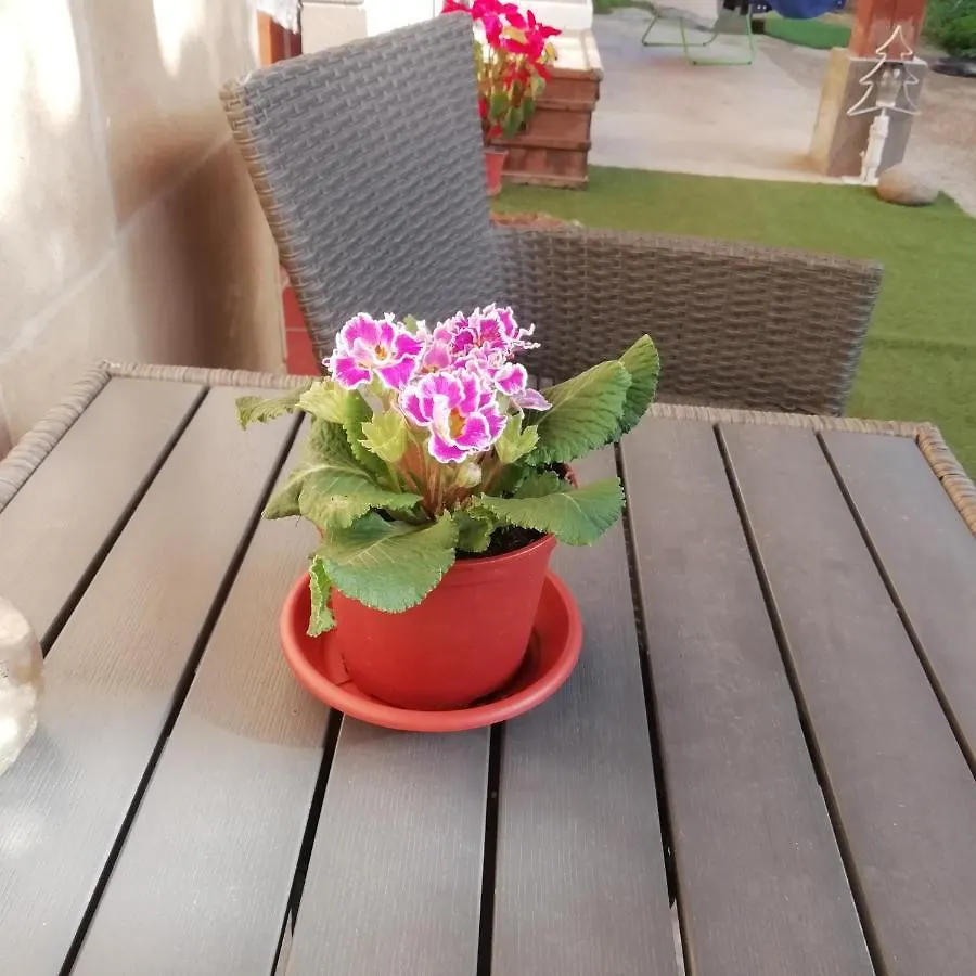 Bed and Breakfast El Matorral Alguer