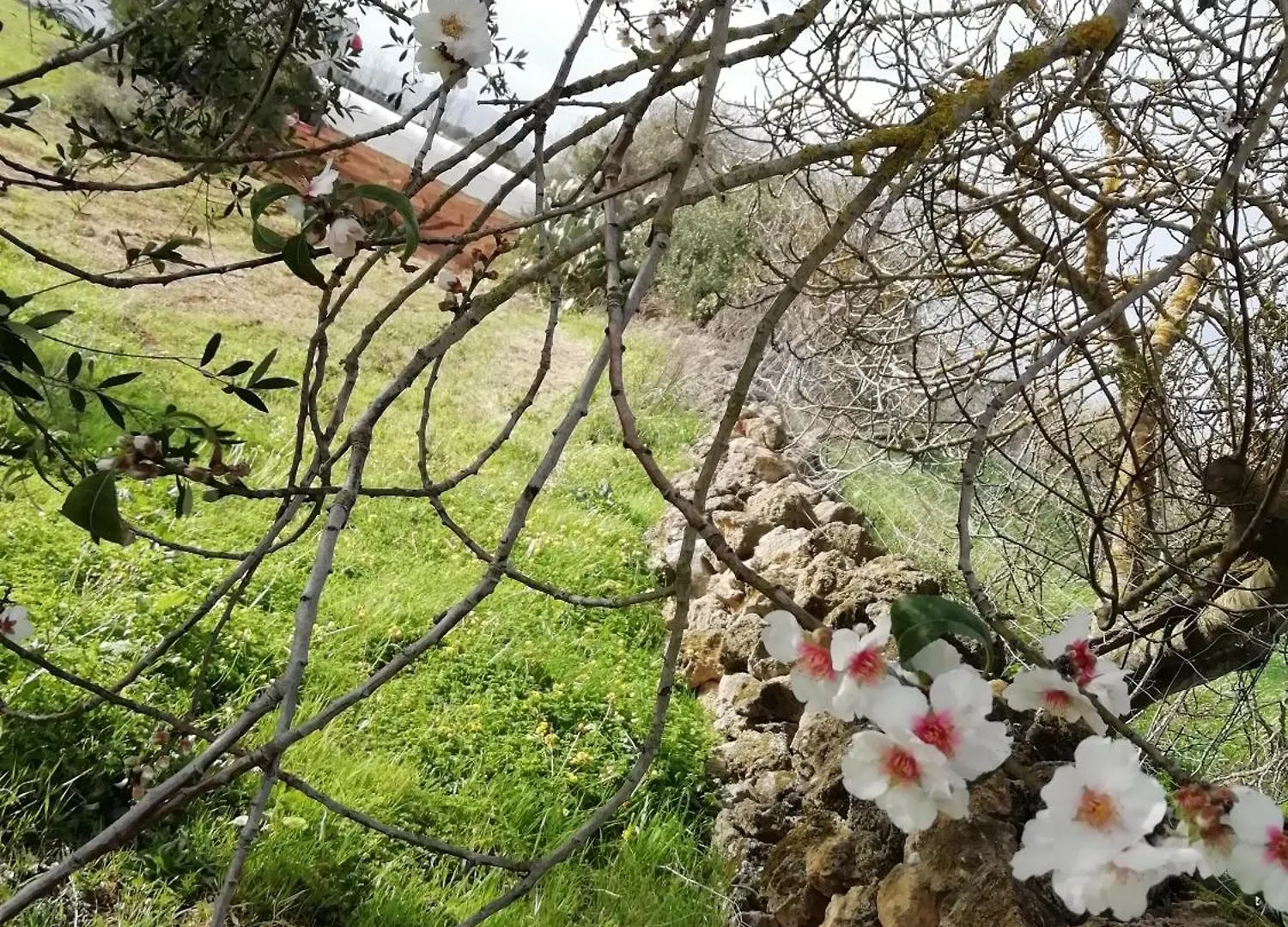 Bed and Breakfast El Matorral Alguer