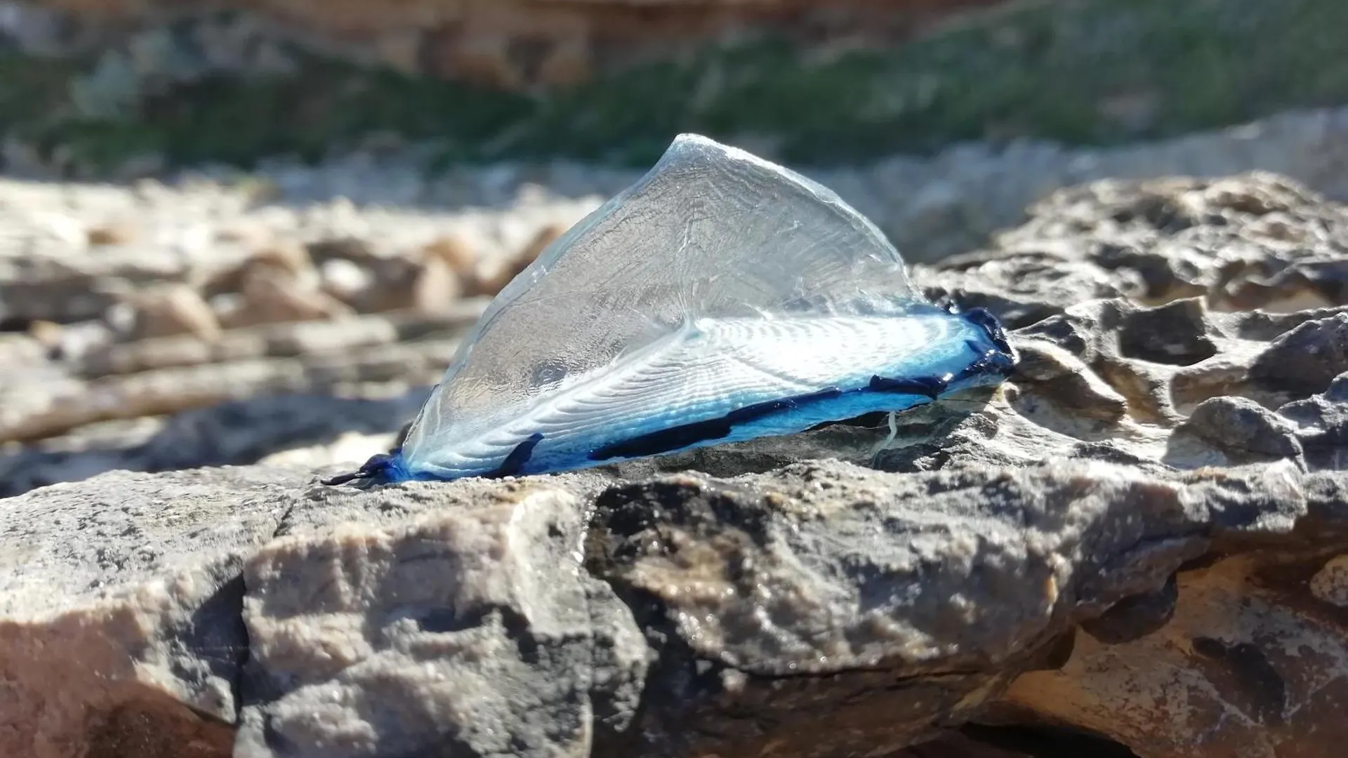 فندق مبيت وإفطار مبيت وإفطار ألغيرو El Matorral