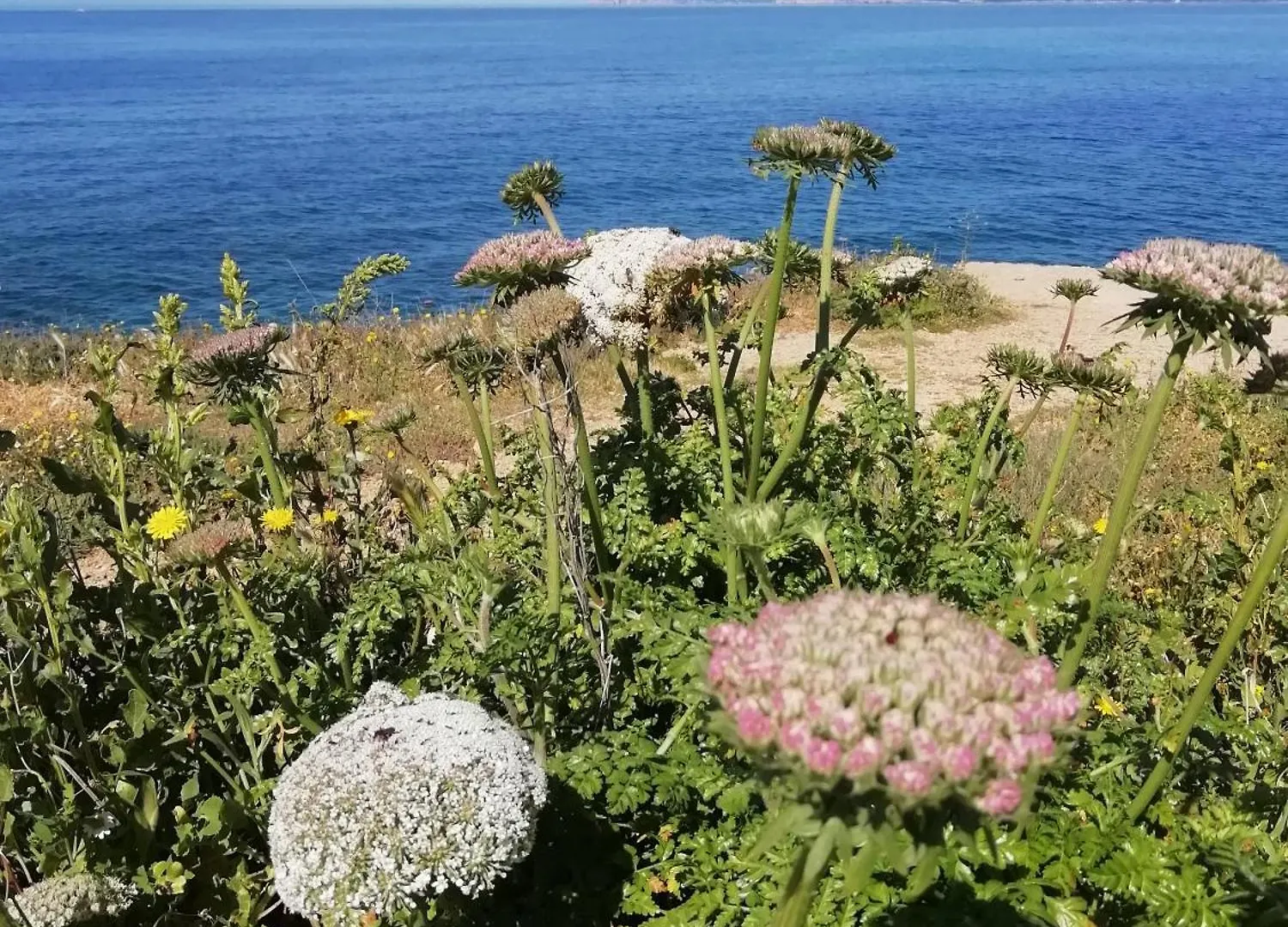 Bed and Breakfast El Matorral Alguer Italia